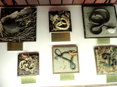 Snakes - Pacific Grove Museum of Natural History - DSC06631