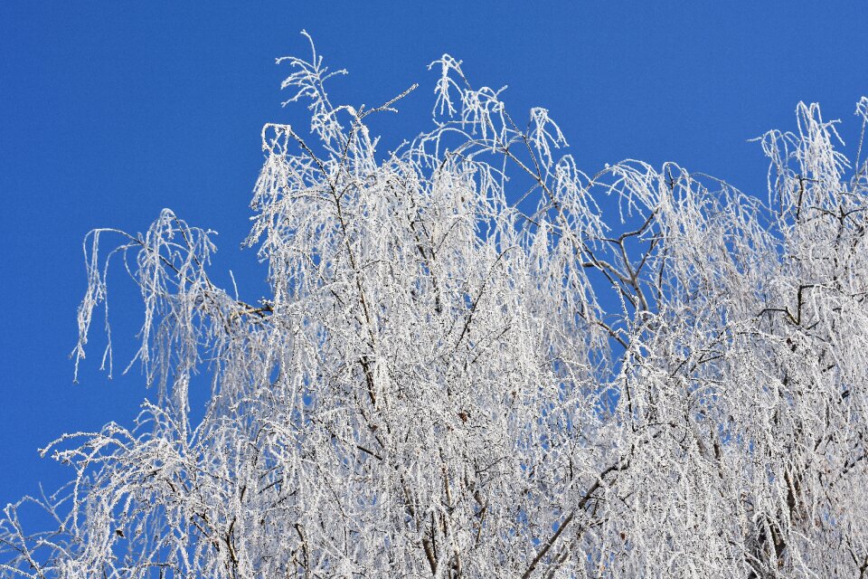 Frost hoarfrost nature