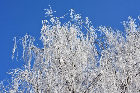 Frost hoarfrost nature