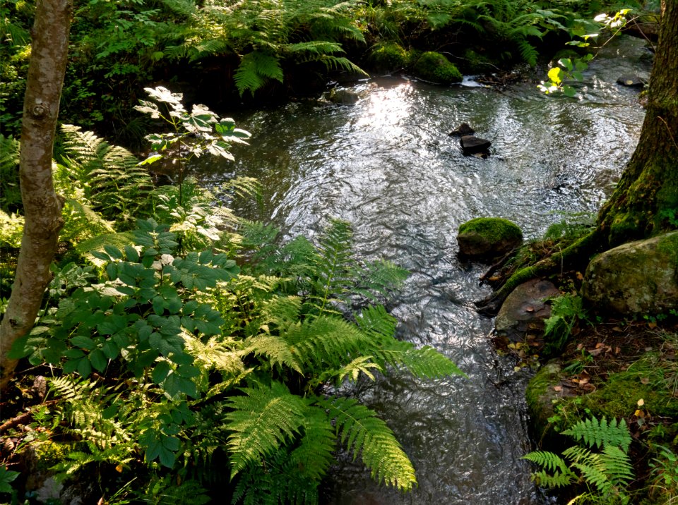 Small stream crossing west Myrstigen track 1