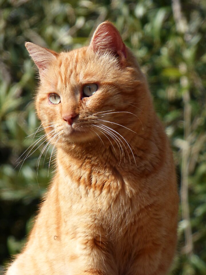 Detail feline look housecat