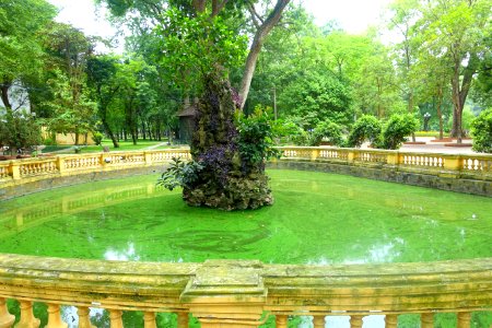 Small pond - Hanoi Botanical Garden - Hanoi, Vietnam - DSC03612