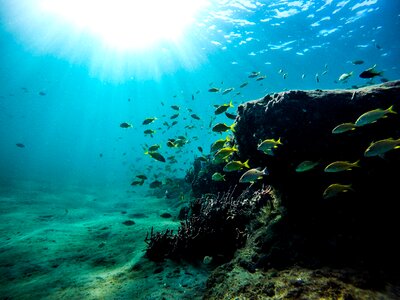 Ocean aquatic reef photo