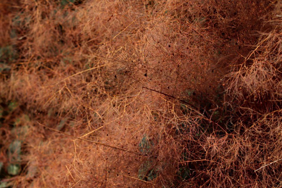 Smoke tree Cotinus coggygria IMG 3150