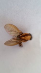 Small Sapromyza neozelandica