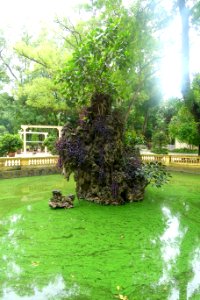 Small pond - Hanoi Botanical Garden - Hanoi, Vietnam - DSC03618