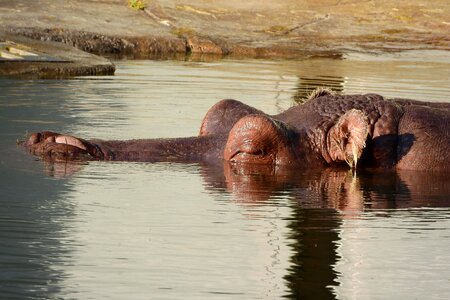 The head of a hippopotamus hippo in the water the prague zoo