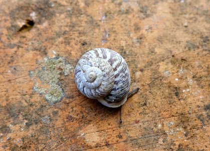 Snail - Barberini Gardens - Castel Gandolfo - DSC04366