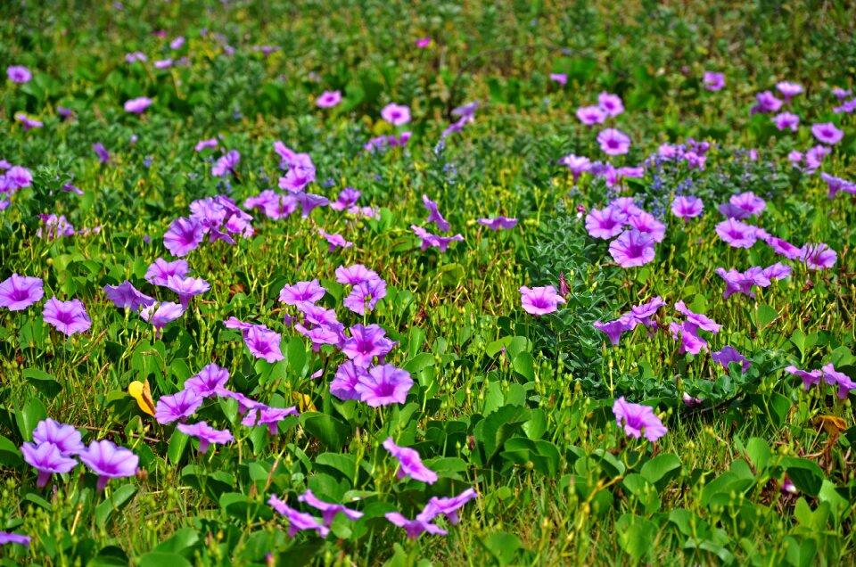 Green bloom natural