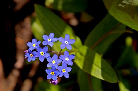 Bloom plant blue