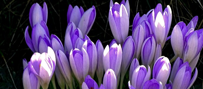 Purple flowers early bloomer