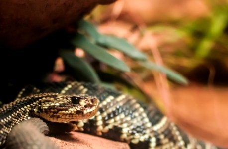 Snake in São Paulo Zoo 2