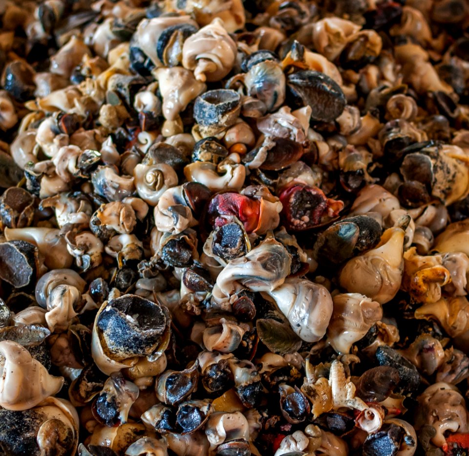 Snails in Conejeros Fish Market