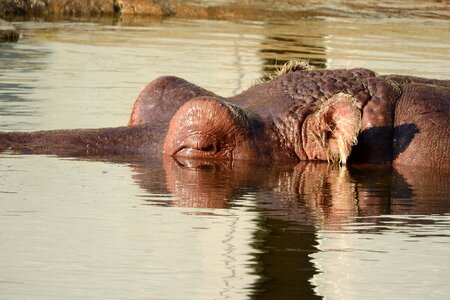 The head of a hippopotamus hippo in the water the prague zoo photo