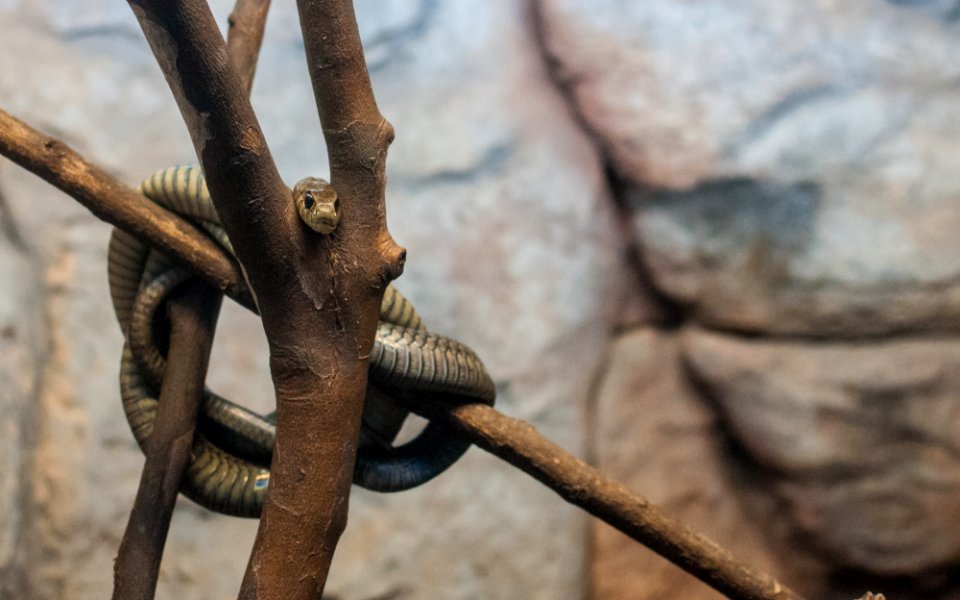 Snake in São Paulo Zoo