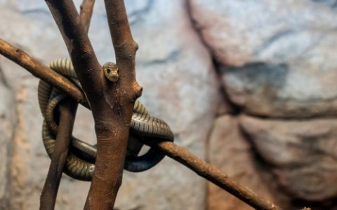 Snake in São Paulo Zoo photo