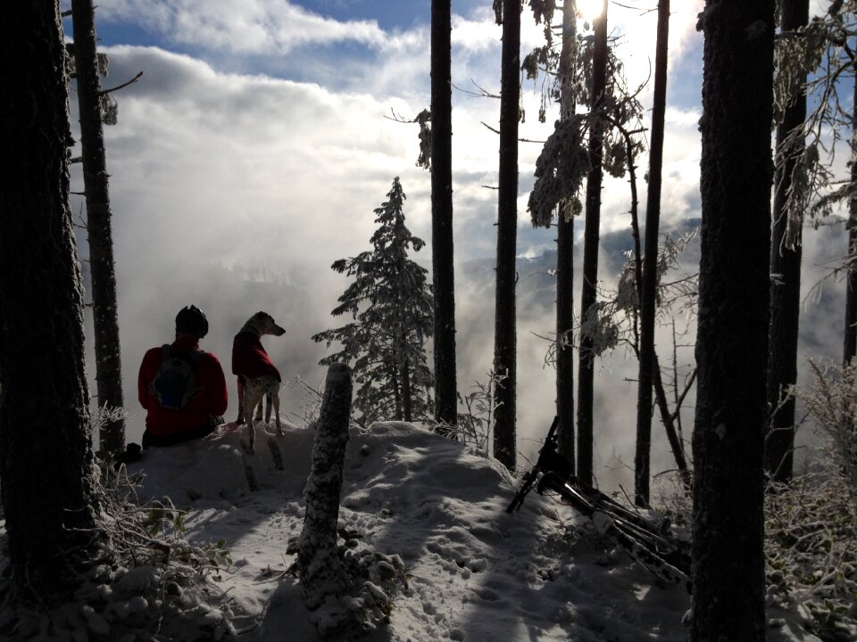 Forest outdoors dog