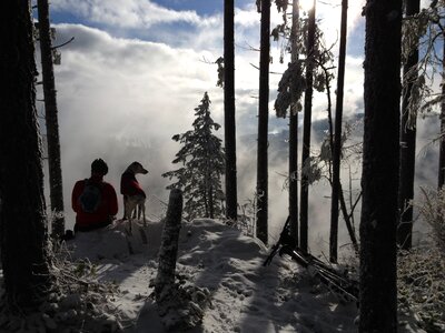 Forest outdoors dog photo