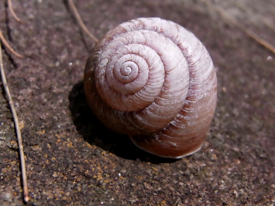 Snail shell Resolute Track Casuarina forest, around 25 mm long2