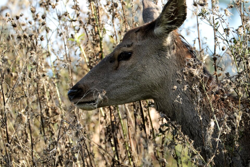 Nature wildlife mammal