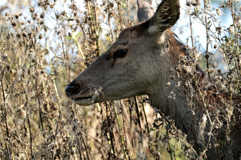 Nature wildlife mammal photo