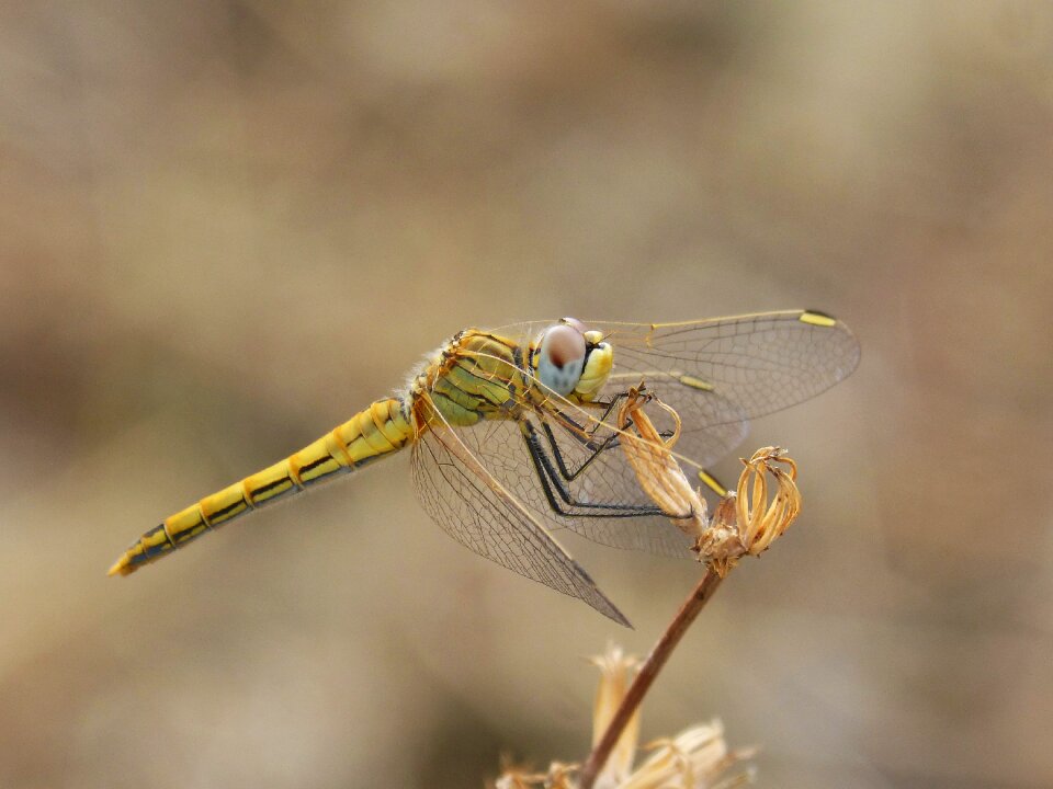 Detail winged insect cordulegaster boltonii
