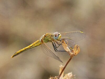 Detail winged insect cordulegaster boltonii