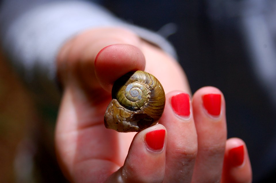 Snail Shell in Hand