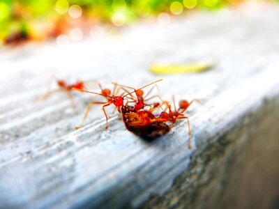 Little macro pest