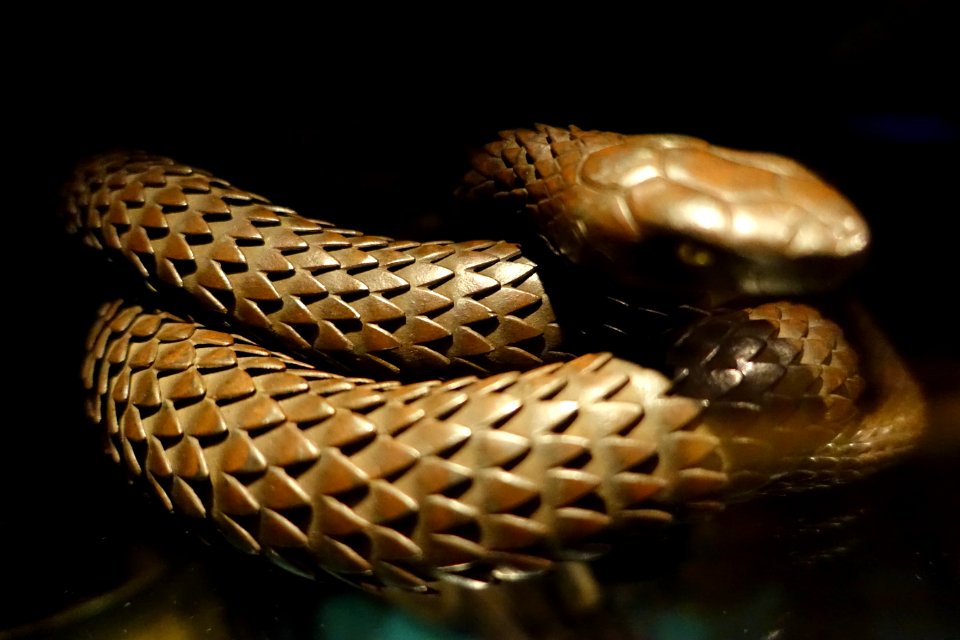 Snake, unidentified - Etnografiska museet - Stockholm, Sweden - DSC00893