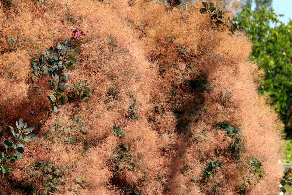 Smoke tree Cotinus coggygria IMG 3144