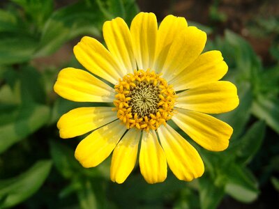 Bloom garden flowers bright colors