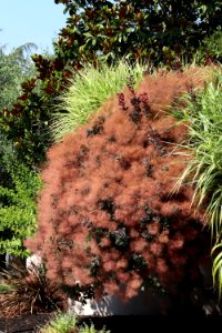Smoke tree Cotinus coggygria IMG 3160