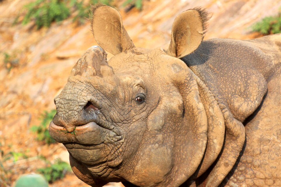 Mammal wildlife animal