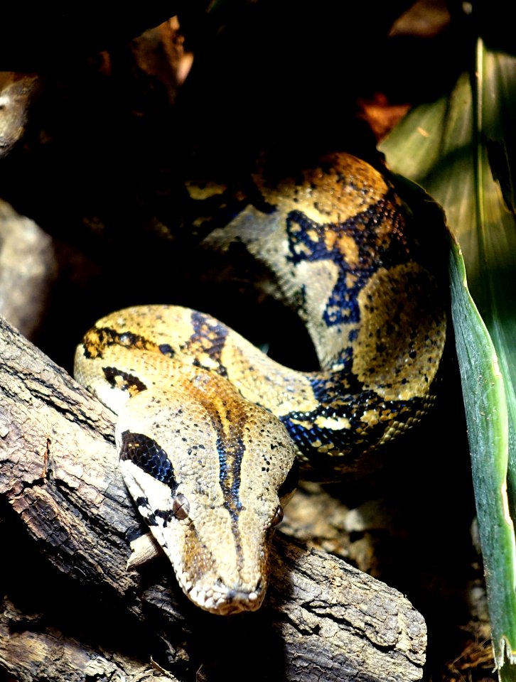 Snake - Naturhistorisches Museum, Braunschweig, Germany - DSC05294