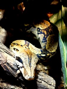Snake - Naturhistorisches Museum, Braunschweig, Germany - DSC05294