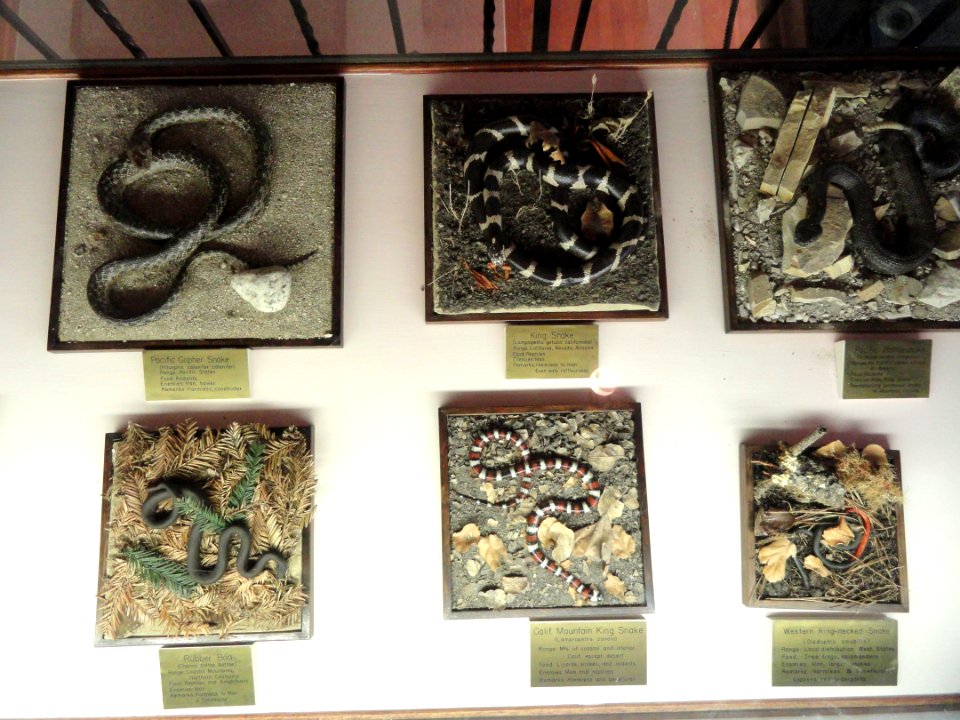 Snakes - Pacific Grove Museum of Natural History - DSC06630