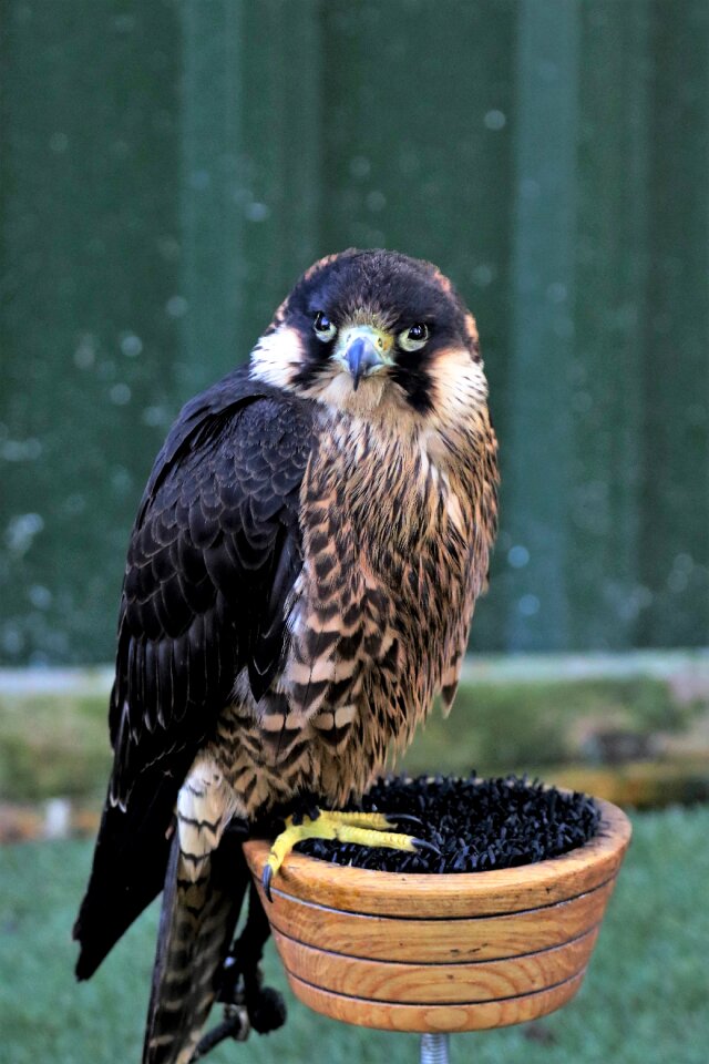 Raptor predator hunting
