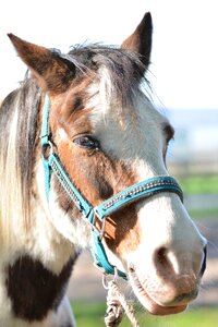 Horse head portrait pferdeportrait photo
