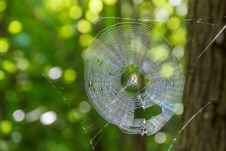 Animals spider web photo