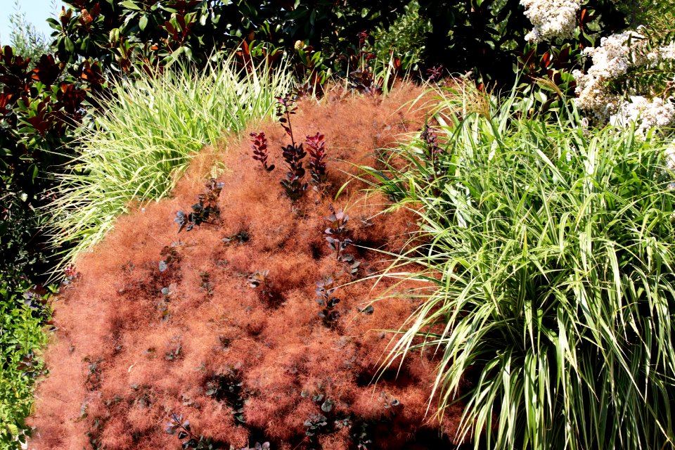 Smoke tree Cotinus coggygria IMG 3156