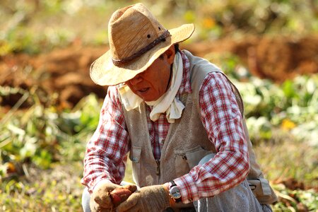Farming harvest country