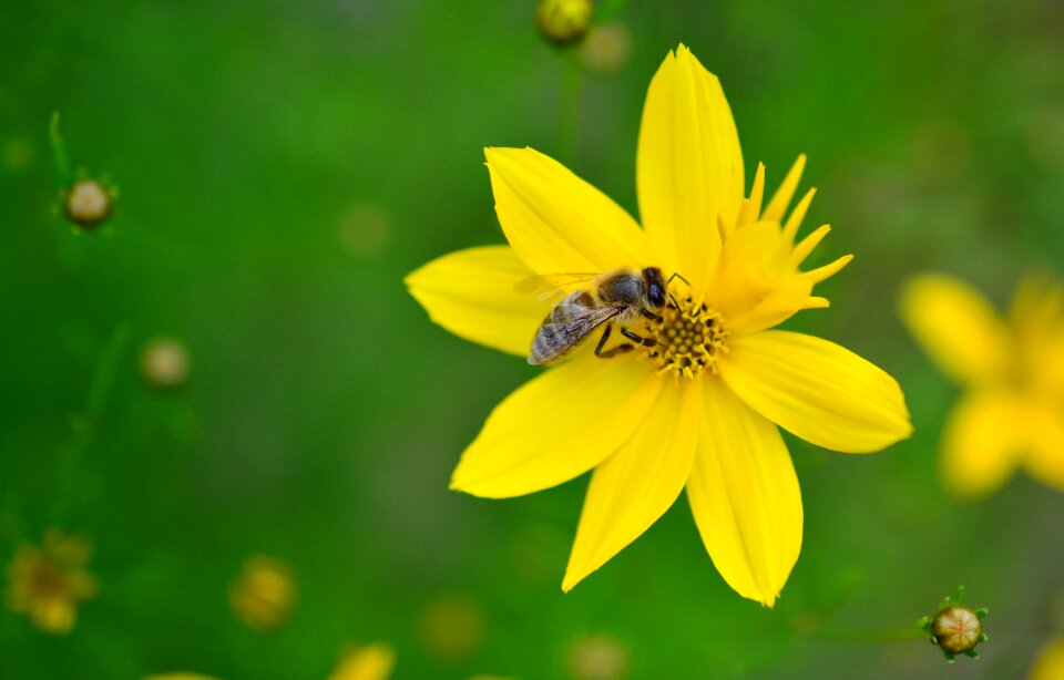 Yellow flower pollen flower garden