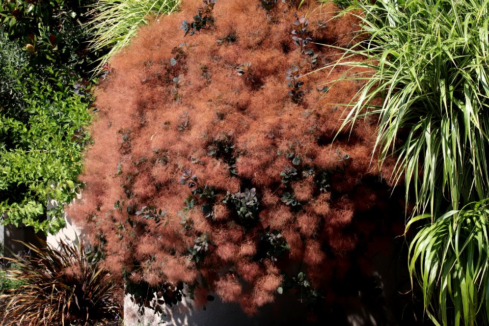 Smoke tree Cotinus coggygria IMG 3152