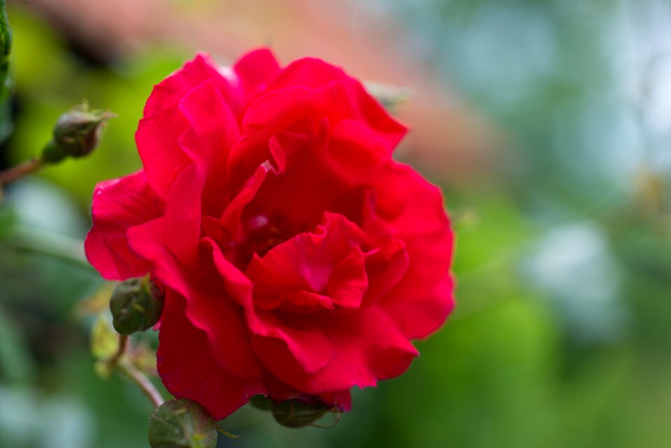 Flower red roses love