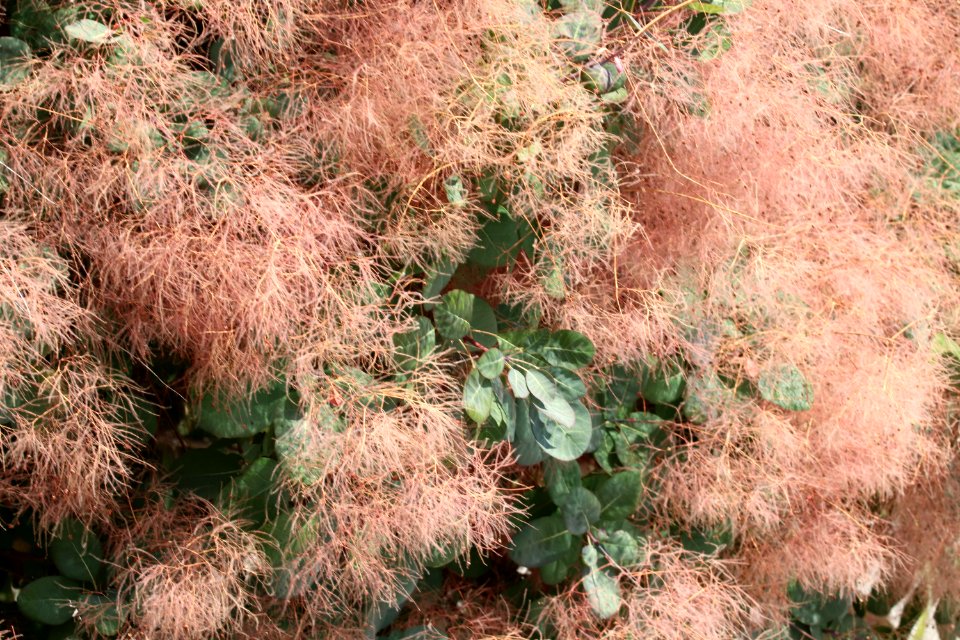 Smoke tree Cotinus coggygria IMG 3147