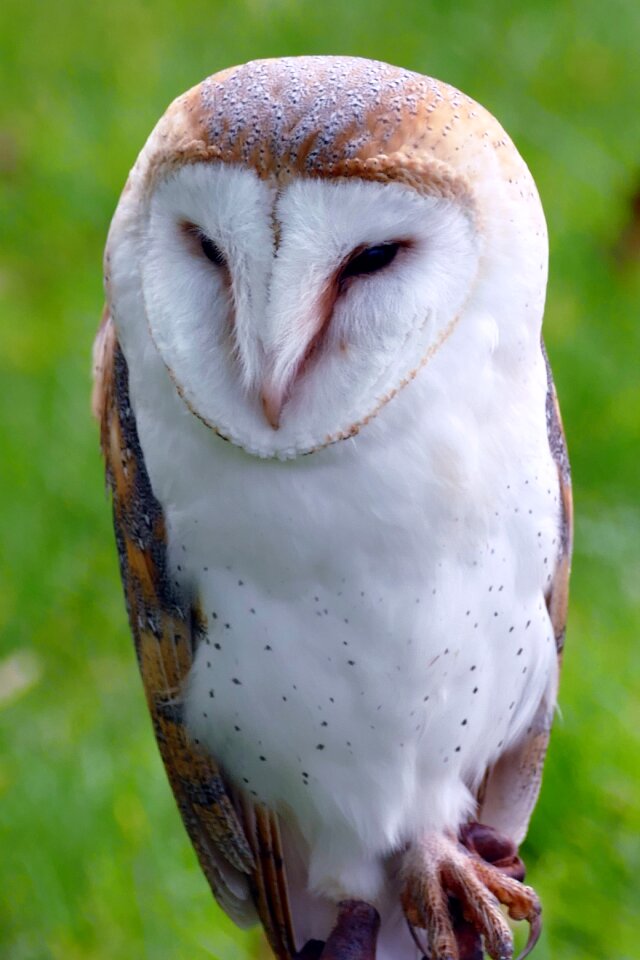 Barn animal wildlife photo