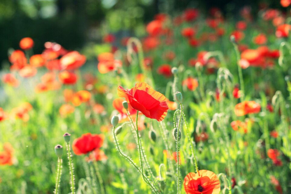 Red flower poppy nature photo