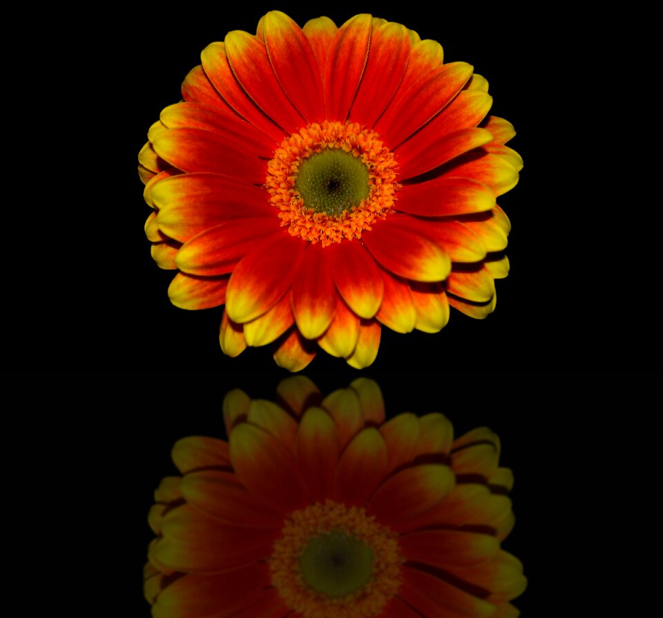 Flower floral colorful