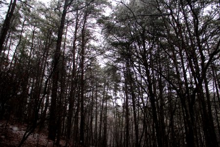 Snow on Pine Mountain Trail, Cartersville, GA Feb 2020 02